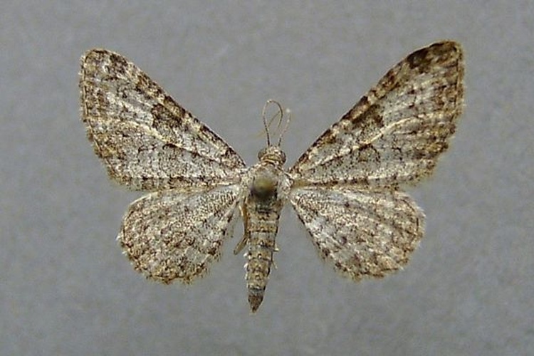 Eupithecia impurata © <a href="//commons.wikimedia.org/wiki/User:Dumi" title="User:Dumi">Dumi</a>