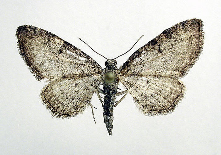 Eupithecia subfuscata © M. Virtala