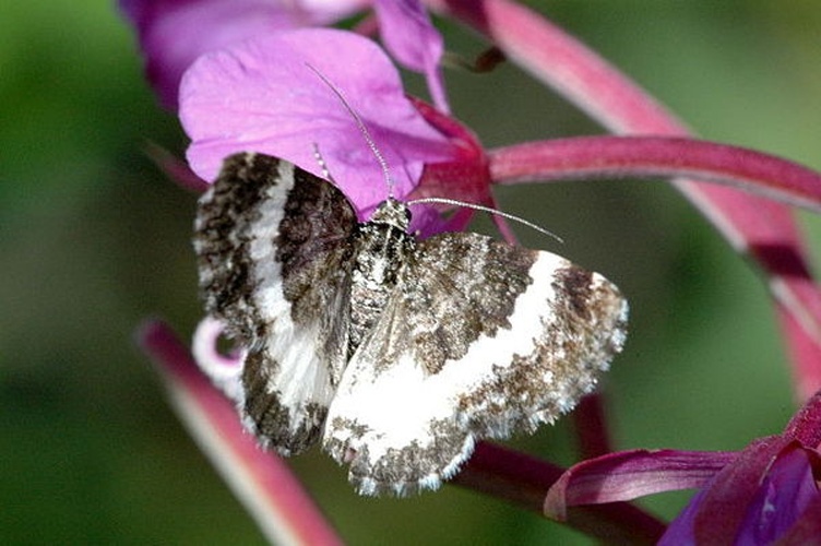 Spargania luctuata © James K. Lindsey