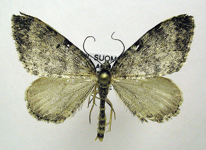 Entephria nobiliaria © M. Virtala