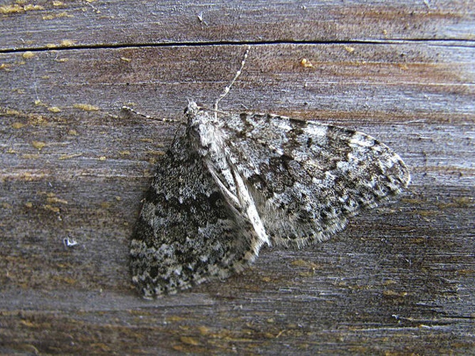 Entephria caesiata © J. Lång