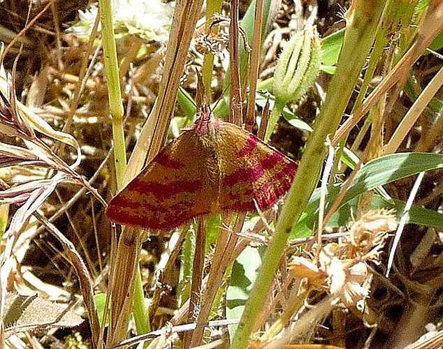 Lythria sanguinaria © <a rel="nofollow" class="external text" href="https://www.flickr.com/people/43272765@N04">gailhampshire</a> from Cradley, Malvern, U.K
