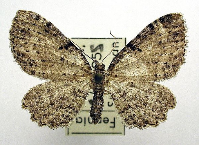 Anticollix sparsata &copy; M. Virtala