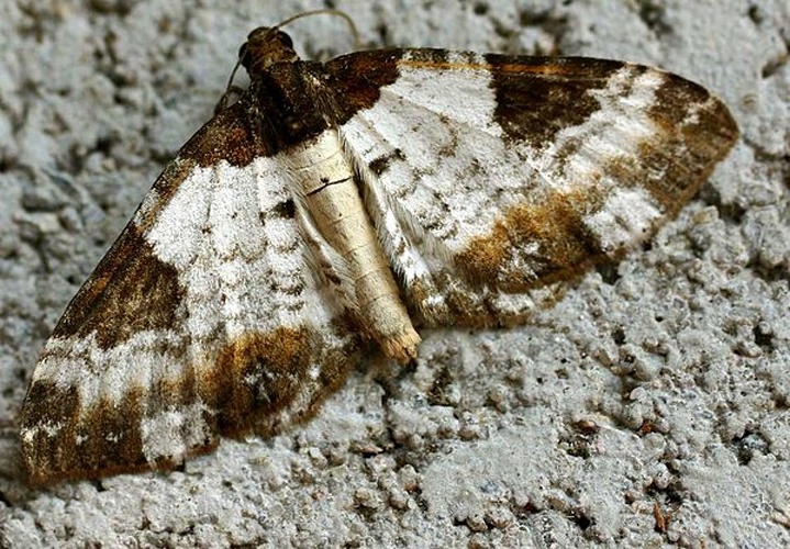 Pretty Chalk Carpet &copy; 