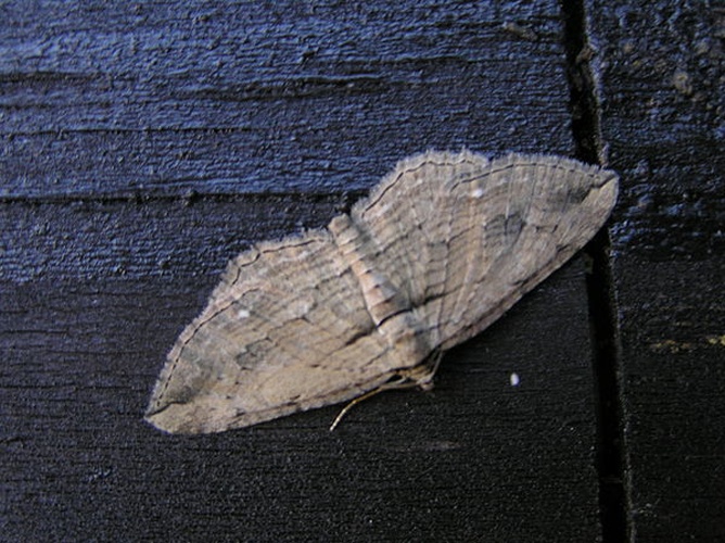 Horisme tersata &copy; <a href="//commons.wikimedia.org/wiki/User:Fvlamoen" class="mw-redirect" title="User:Fvlamoen">Fvlamoen</a>