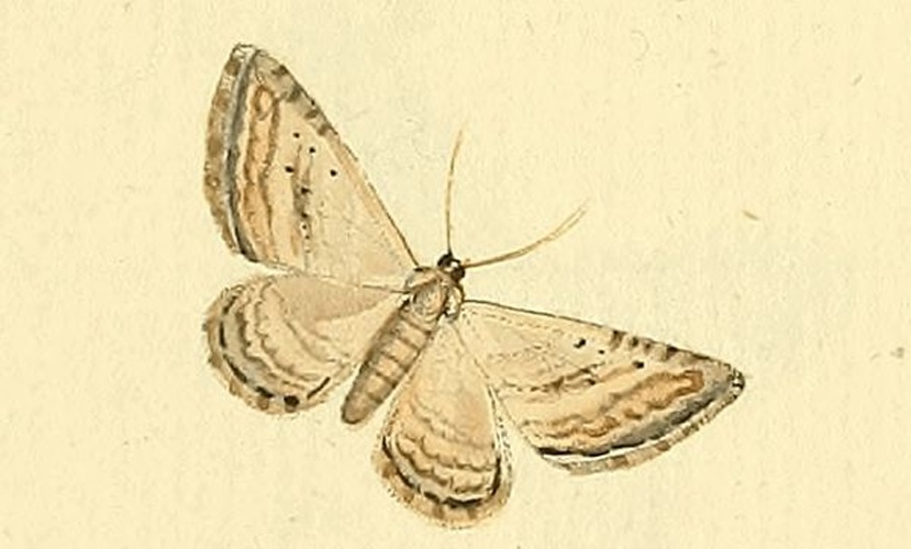 Horisme aquata © HÜBNER