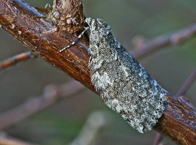 November Moth &copy; 