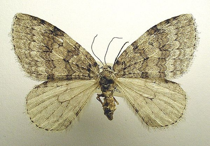 Pale November Moth © M. Virtala