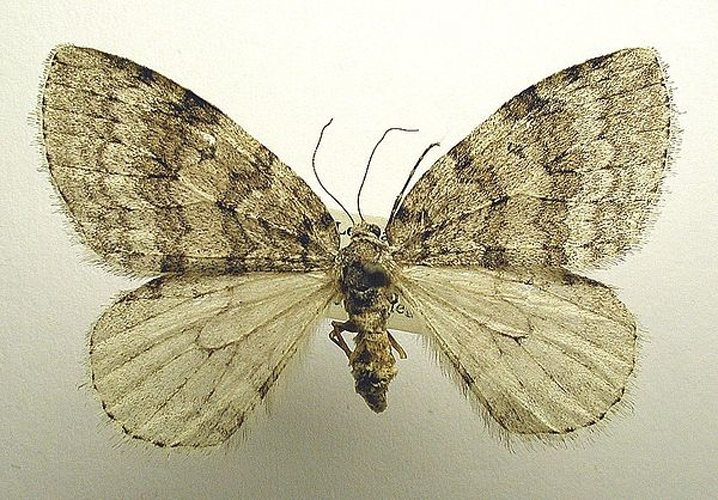 Pale November Moth &copy; M. Virtala