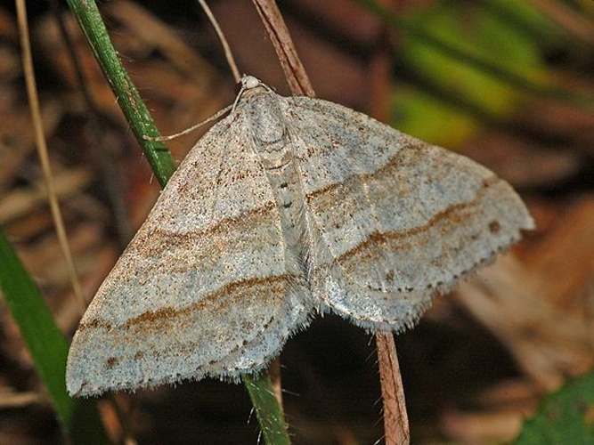 Mesotype parallelolineata © <a href="//commons.wikimedia.org/wiki/User:Hectonichus" title="User:Hectonichus">Hectonichus</a>