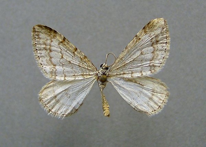 Mesotype verberata &copy; <a href="//commons.wikimedia.org/wiki/User:Dumi" title="User:Dumi">Dumi</a>
