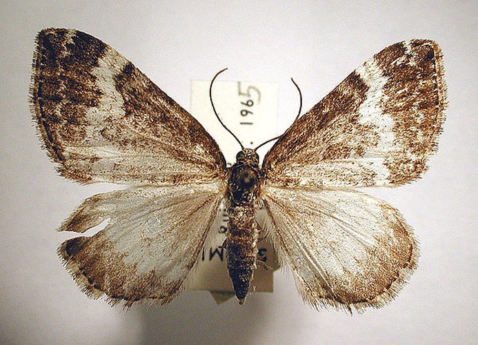 Perizoma affinitata © M. Virtala