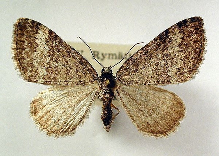 Perizoma hydrata &copy; M. Virtala