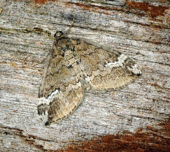 Perizoma lugdunaria © <a rel="nofollow" class="external text" href="https://www.flickr.com/people/33398884@N03">Ben Sale</a> from UK