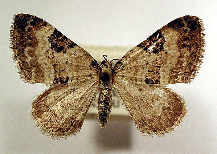 Perizoma blandiata &copy; M. Virtala