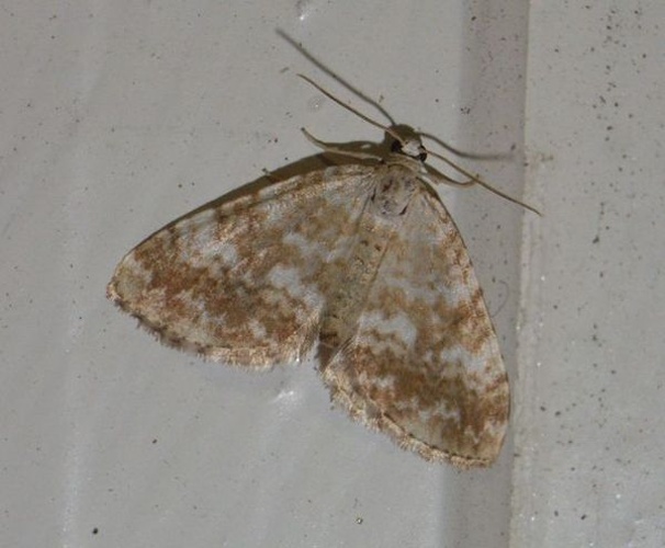 Sandy Carpet &copy; Maarit Koivisto