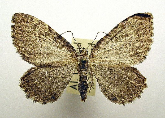 Philereme vetulata &copy; M. Virtala