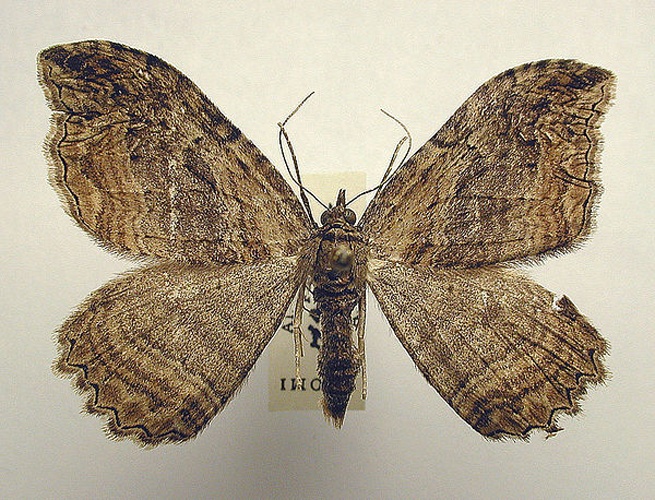 Philereme transversata &copy; M. Virtala