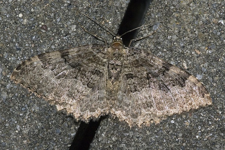 Rheumaptera cervinalis &copy; <a href="//commons.wikimedia.org/wiki/User:Olei" title="User:Olei">Olei</a>