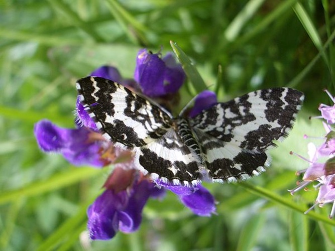 Argent and Sable &copy; User:Cfp