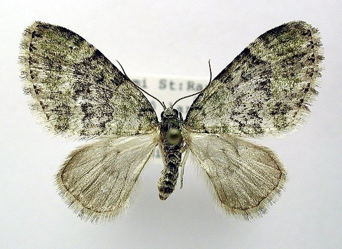 Acasis viretata &copy; M. Virtala