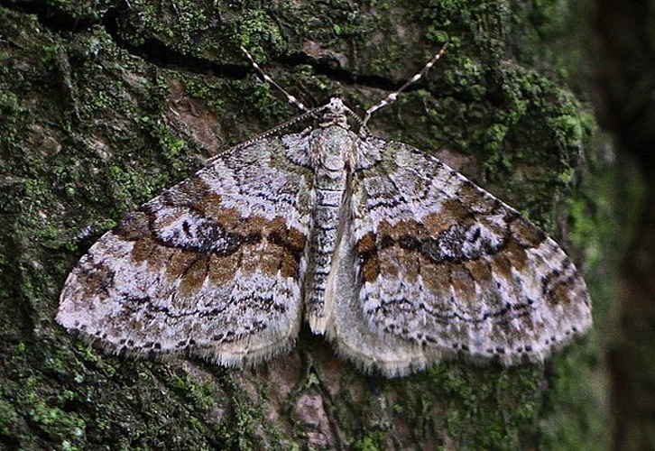 Nothocasis sertata &copy; <a rel="nofollow" class="external text" href="https://www.biolib.cz/en/person/id4287/">marek brandejs</a>