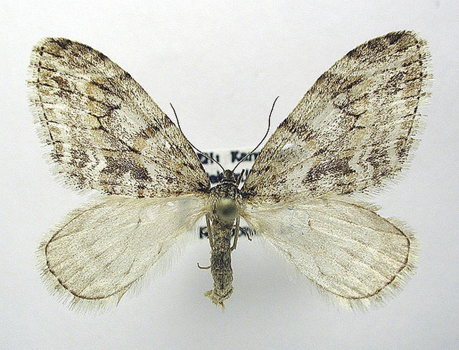 Trichopteryx polycommata © M. Virtala