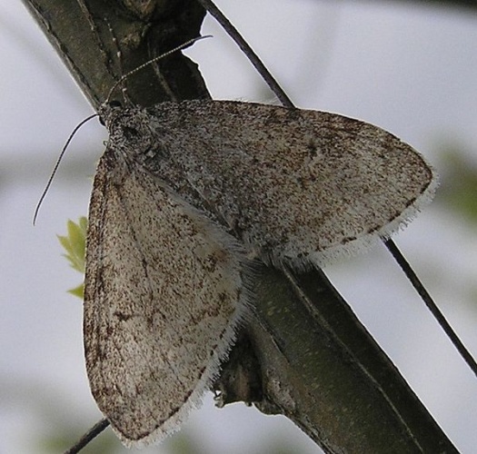 Trichopteryx carpinata &copy; Janne Rainio