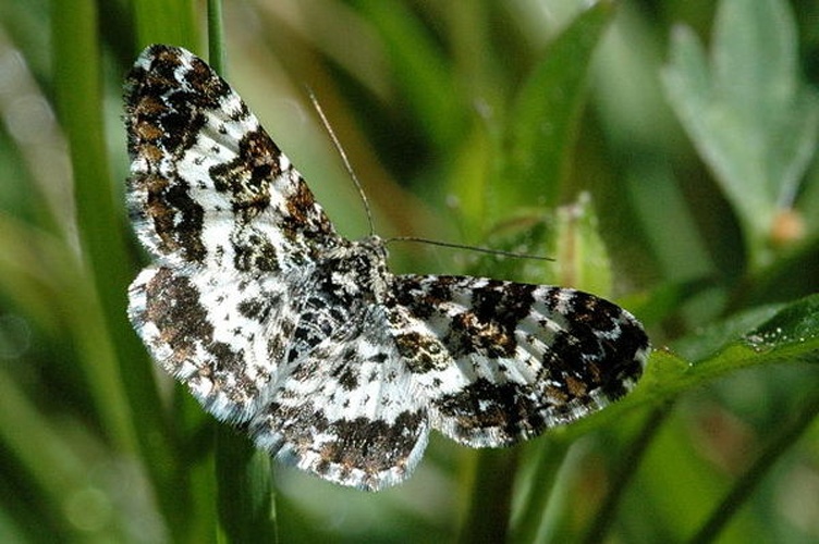 Epirrhoe tristata © James K. Lindsey