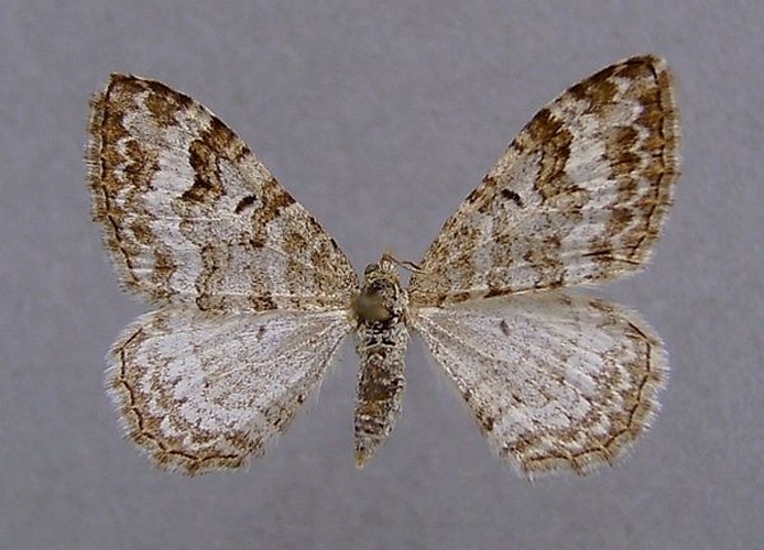 Epirrhoe molluginata &copy; <a href="//commons.wikimedia.org/wiki/User:Dumi" title="User:Dumi">Dumi</a>