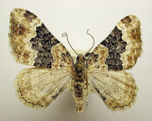 Epirrhoe galiata &copy; M. Virtala