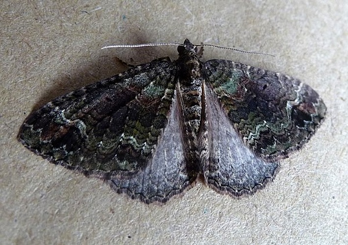 Catarhoe basochesiata © <a rel="nofollow" class="external text" href="https://www.flickr.com/people/43272765@N04">gailhampshire</a> from Cradley, Malvern, U.K