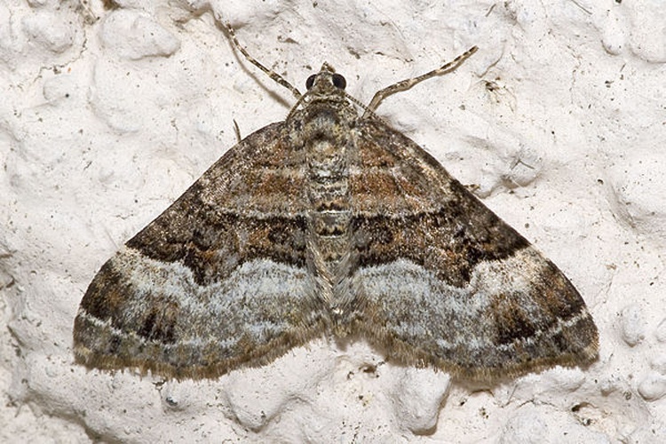 Xanthorhoe biriviata © <a href="//commons.wikimedia.org/wiki/User:Olei" title="User:Olei">Olei</a>