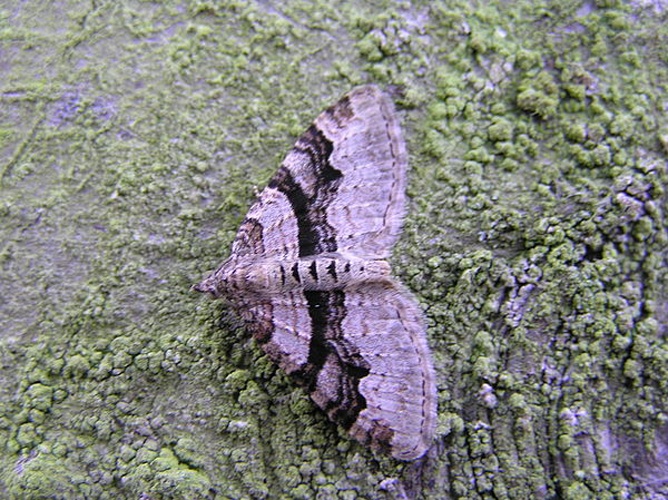 Xanthorhoe designata © Fvlamoen