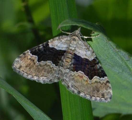 Xanthorhoe quadrifasiata &copy; Maarit Koivisto