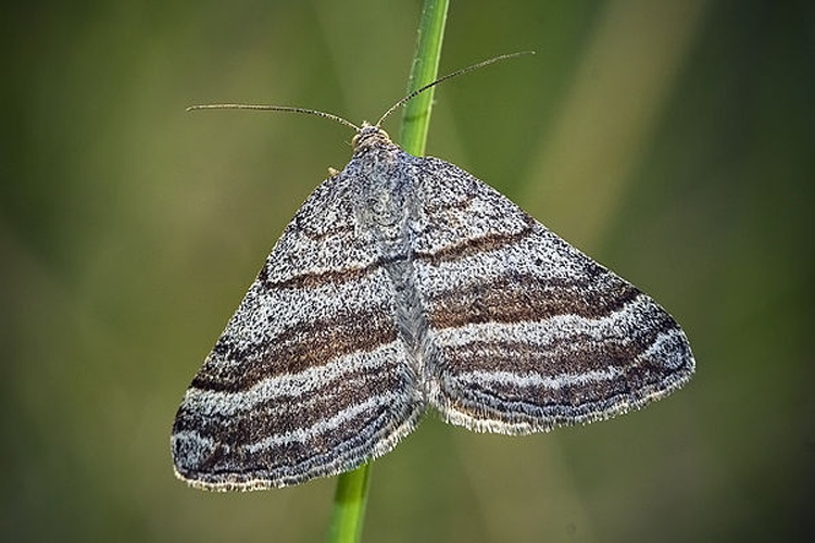 Scotopteryx coarctaria &copy; www.invertebradosdehuesca.com