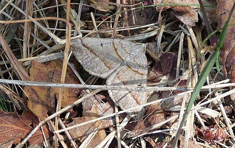 Scotopteryx mucronata &copy; <table style="width:100%; border:1px solid #aaa; background:#efd; text-align:center"><tbody><tr>
<td>
<a href="//commons.wikimedia.org/wiki/File:Aspitates_ochrearia.jpg" class="image"><img alt="Aspitates ochrearia.jpg" src="https://upload.wikimedia.org/wikipedia/commons/thumb/b/bc/Aspitates_ochrearia.jpg/55px-Aspitates_ochrearia.jpg" decoding="async" width="55" height="41" srcset="https://upload.wikimedia.org/wikipedia/commons/thumb/b/bc/Aspitates_ochrearia.jpg/83px-Aspitates_ochrearia.jpg 1.5x, https://upload.wikimedia.org/wikipedia/commons/thumb/b/bc/Aspitates_ochrearia.jpg/110px-Aspitates_ochrearia.jpg 2x" data-file-width="800" data-file-height="600"></a>
</td>
<td>This image is created by user <a rel="nofollow" class="external text" href="http://waarneming.nl/user/photos/10198">Conny Leijdekker-Winthorst</a> at <a rel="nofollow" class="external text" href="http://waarneming.nl/">waarneming.nl</a>, a source of nature observations in the Netherlands.
</td>
</tr></tbody></table>