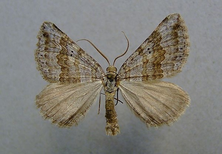 Scotopteryx bipunctaria © <a href="//commons.wikimedia.org/wiki/User:Dumi" title="User:Dumi">Dumi</a>