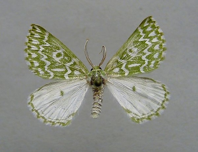 Thetidia plusiaria &copy; <a href="//commons.wikimedia.org/wiki/User:Dumi" title="User:Dumi">Dumi</a>