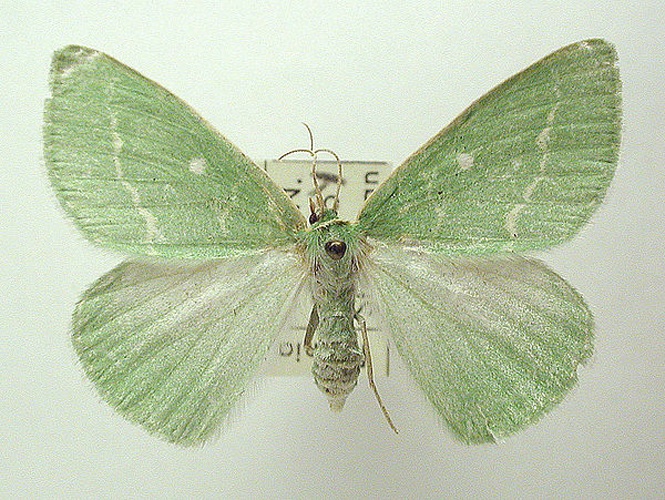 Essex Emerald © M. Virtala