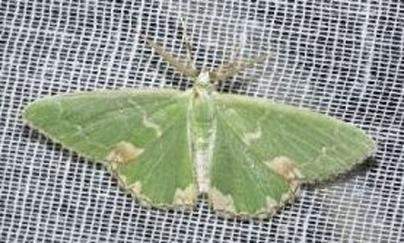 Blotched Emerald &copy; <a href="//commons.wikimedia.org/w/index.php?title=User:Nsellier&amp;action=edit&amp;redlink=1" class="new" title="User:Nsellier (page does not exist)">Nsellier</a>