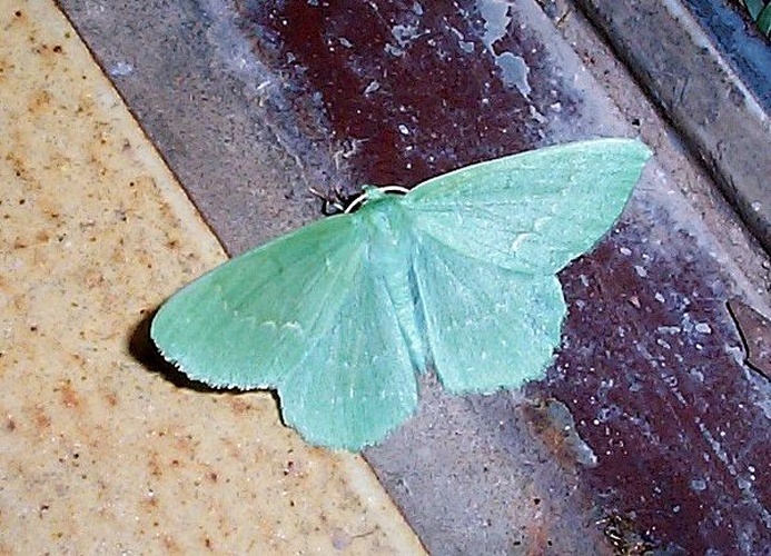 Large Emerald &copy; <a href="//commons.wikimedia.org/wiki/User:Chrkl" title="User:Chrkl">User:Chrkl</a>