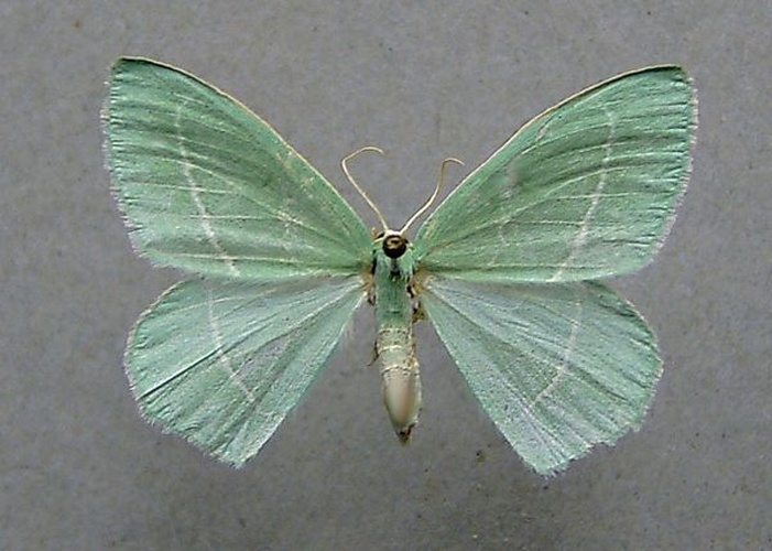Hemistola chrysoprasaria &copy; <a href="//commons.wikimedia.org/wiki/User:Dumi" title="User:Dumi">Dumi</a>