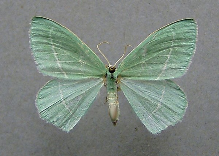 Hemistola chrysoprasaria © <a href="//commons.wikimedia.org/wiki/User:Dumi" title="User:Dumi">Dumi</a>