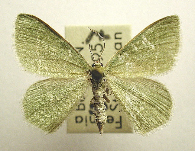 Chlorissa viridata &copy; M. Virtala
