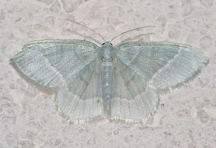 Jodis lactearia &copy; <a href="//commons.wikimedia.org/wiki/User:Kulac" title="User:Kulac">Kulac</a>