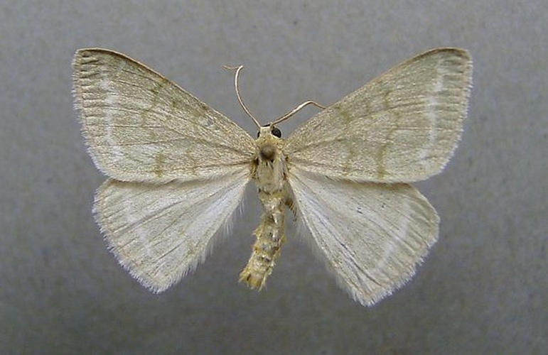 Grass Emerald &copy; <a href="//commons.wikimedia.org/wiki/User:Dumi" title="User:Dumi">Dumi</a>