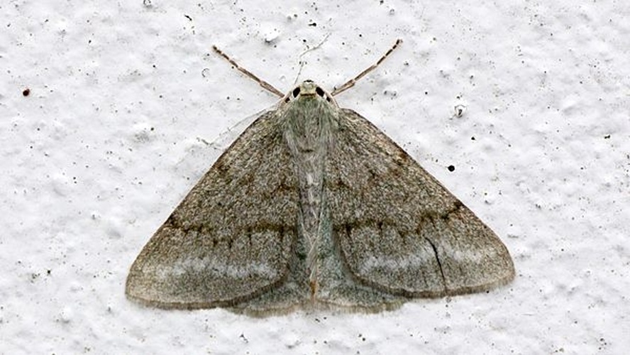 Pseudoterpna coronillaria &copy; <a href="//commons.wikimedia.org/wiki/User:Ken_Billington" title="User:Ken Billington">Ken Billington</a>