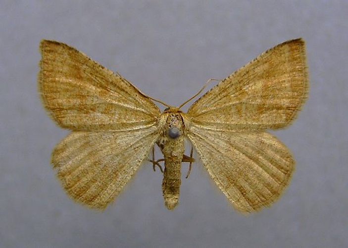 Aplasta ononaria &copy; <a href="//commons.wikimedia.org/wiki/User:Dumi" title="User:Dumi">Dumi</a>