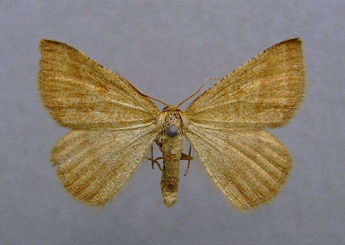 Aplasta ononaria © <a href="//commons.wikimedia.org/wiki/User:Dumi" title="User:Dumi">Dumi</a>